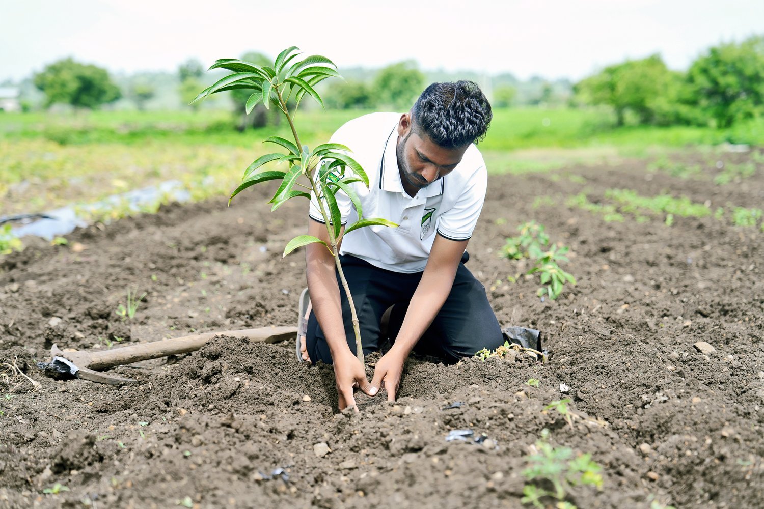 Field officer planting a sapling in tilled soil